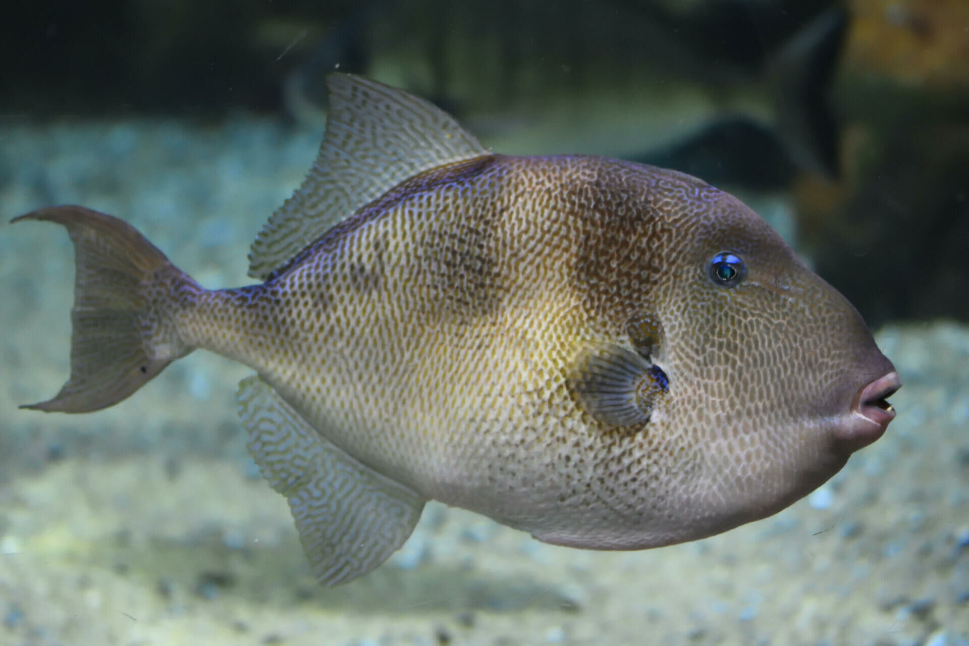 Imagem do Peixe Porco